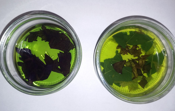 2 Gläser mit Blättern und grüner Lösung