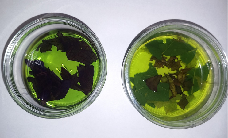 2 Gläser mit Blättern und grüner Lösung